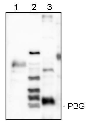 wesern blot detection using anti-PBG (HemC) antibodies